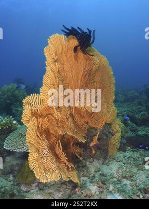 Grande corallo gigante (Annella mollis) in un ambiente calmo sott'acqua, sito di immersione nella Foresta Magica, Penyapangan, Bali, Indonesia, Asia Foto Stock