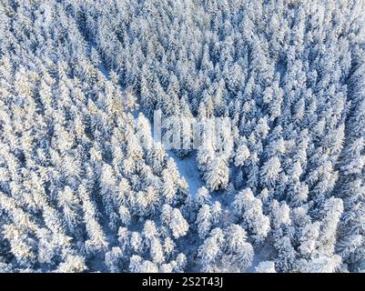 Le cime degli alberi dense e innevate formano un motivo bianco da una vista a volo d'uccello, Bad Wildbad, distretto di Calw, Foresta Nera, Germania, Europa Foto Stock