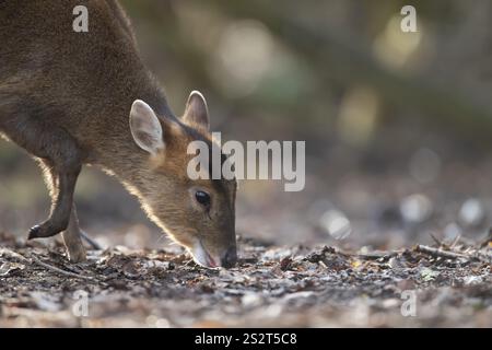 Cervo Muntjac (Muntiacus reevesi) da mangiare su un terreno boscoso, Inghilterra, Regno Unito, Europa Foto Stock