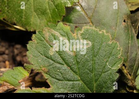 Pigmeo dorato (Stigmella aurella) Foto Stock