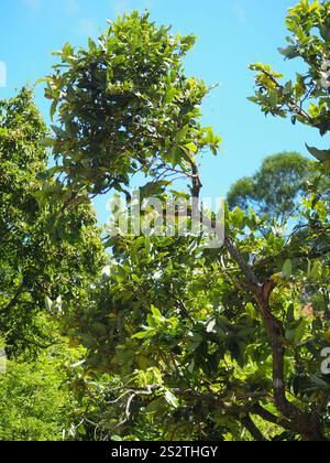 Frutta al burro (Diospyros blancoi) Foto Stock