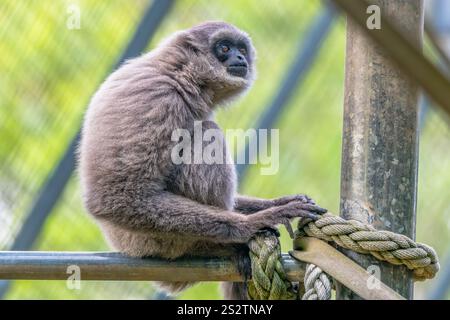 I gibboni argentati sono sulla lista in pericolo e si trovano solo nella natura selvaggia dell'isola indonesiana di Giava. Foto Stock