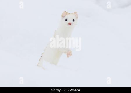 Fotografia di Ermine Foto Stock