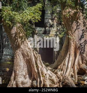 Porta troppo coltivata, Angkor, Cambogia Foto Stock