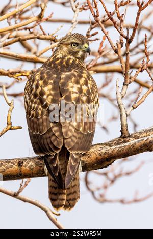 Ritratto giovanile di falco rosso Foto Stock