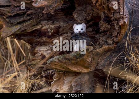 Ermine con il cibo Foto Stock
