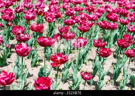 Un campo vibrante di tulipani doppi tardivi con petali rossi e rosa che fioriscono alla luce del sole. Le foglie verdi contrastano con i fiori vivaci, che crescono in ordine Foto Stock