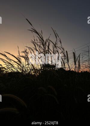orecchie mature sullo sfondo del tramonto Foto Stock