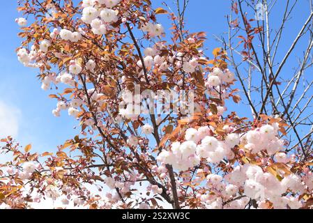Foto grezza dell'albero di Prunus Shirofugen scattata di fronte all'aeroporto di Ginevra, in svizzera, in primavera Foto Stock