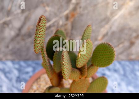 Le orecchie di coniglio arancio cactus opuntia microdasys pianta in una pentola di argilla. vista dall'alto. Foto Stock
