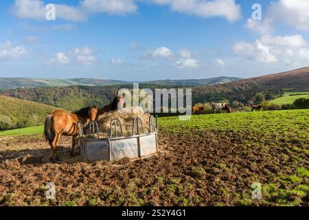 Cavalli e bestiame in un campo a Cloutsham con Horner Hill, Bratton Ball e North Hill Beyond, Exmoor National Park, Somerset, Inghilterra. Foto Stock