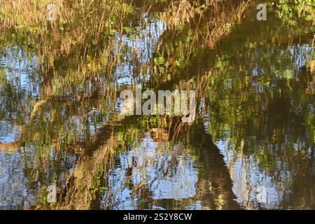 Immagine astratta di alberi con fogliame verde riflessa in uno stagno con increspature. Foto Stock