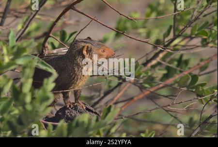 vista laterale della mangusta nana comune in guardia e in cerca di pericolo nei cespugli selvatici del parco nazionale di tarangire, tanzania Foto Stock