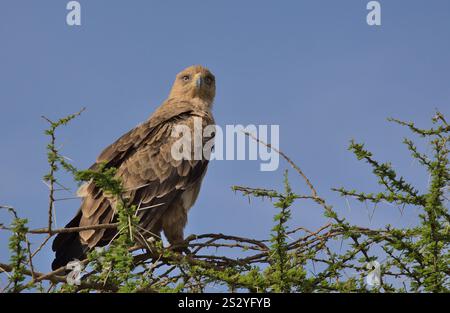 aquila di tawny arroccata su un albero di acacia seduto all'erta con il cielo blu sullo sfondo nel selvaggio parco nazionale del serengeti, tanzania Foto Stock