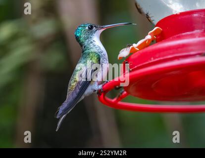 Smeraldo andino (Amazilia franciae) colibrì in un alimentatore di acqua di zucchero, foresta nuvolosa di Mindo, Ecuador, Sud America Foto Stock