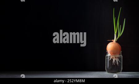 Le cipolle verdi fresche germogliate crescono in un vaso di vetro d'acqua su sfondo nero. Dieta sana, piccolo giardino di casa, erbe da cucina, vegan crescente f Foto Stock