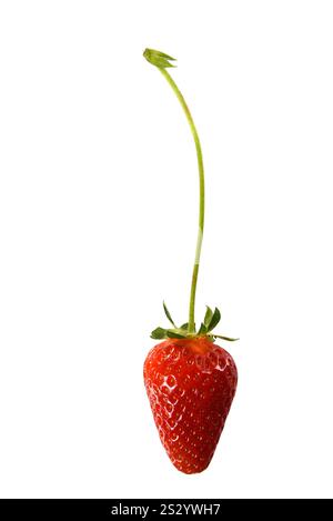 Fragola con opuscoli e petiole isolate su sfondo bianco Foto Stock