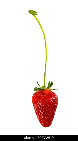 Fragola con opuscoli e petiole isolate su sfondo bianco Foto Stock