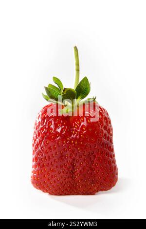 Fragola con opuscoli e petiole isolate su sfondo bianco Foto Stock