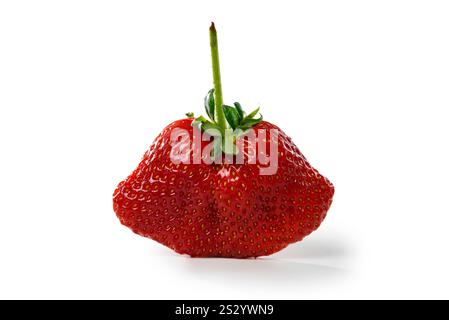 Fragola con opuscoli e petiole isolate su sfondo bianco Foto Stock