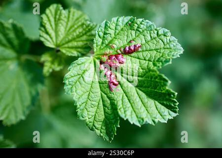 L'afide di ribes rosso o Cryptomyzus ribis produce delle galline di foglie rialzate e volte sulle foglie del ribes rosso Ribes rubrum. Le sfere sono aperte Foto Stock