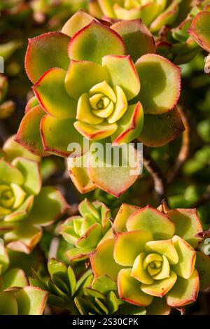 L'Aeonium haworthii 'Dream Color', comunemente noto come Kiwi Aeonium, ha sfumature di verde chiaro, crema e rosso. Foto Stock