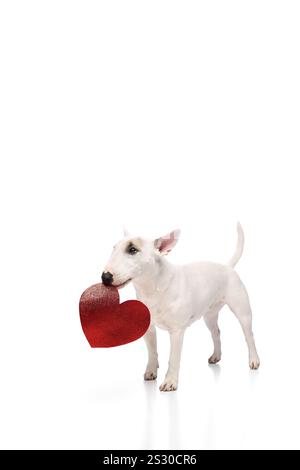 Ritratto di un carino bullterrier inglese di razza pura che si posa seduto con un cartoncino a forma di cuore su sfondo bianco dello studio. Amore. Foto Stock