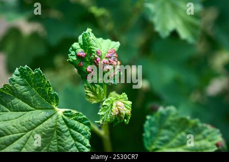 L'afide di ribes rosso o Cryptomyzus ribis produce delle galline di foglie rialzate e volte sulle foglie del ribes rosso Ribes rubrum. Le sfere sono aperte Foto Stock