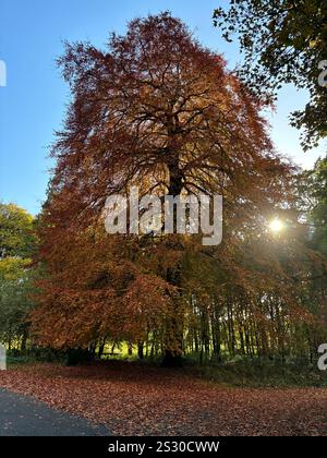 Un maestoso albero di faggio abbellito di colori autunnali si erge alto contro un cielo blu vibrante. Foto Stock
