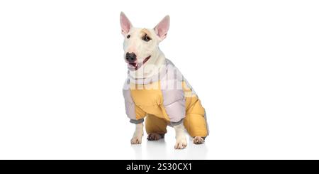 Ritratto di un'elegante giacca da bullterrier inglese in miniatura di razza pura su sfondo bianco. Animali domestici pronti a camminare. Foto Stock