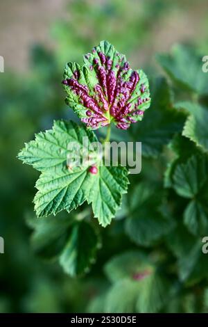 L'afide di ribes rosso o Cryptomyzus ribis produce delle galline di foglie rialzate e volte sulle foglie del ribes rosso Ribes rubrum. Le sfere sono aperte Foto Stock