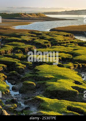 Northam Burrows vicino a Appledore nel Devon settentrionale - il sole sorge in una mattina molto fredda nella prima settimana di gennaio 2025. Conosciuto come Skern, il sempre c Foto Stock