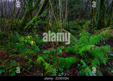 Boschi temperati in Galles con legni duri, felci, muschio su rami e alberi tra cui Silver Birch, Hazel e Oak. Foto Stock