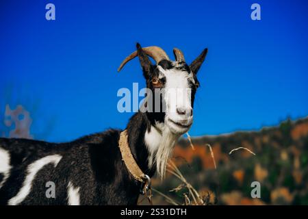 Una capra bianca e nera con eleganti corna e un collare si erge in un campo soleggiato con una vegetazione vivace. Il cielo azzurro e le colline autunnali creano un Foto Stock