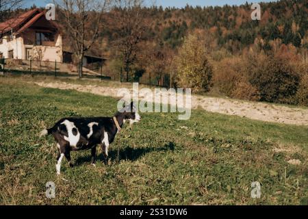 Una capra bianca e nera sorge su un lussureggiante campo verde con una casa di campagna e foresta autunnale sullo sfondo Foto Stock