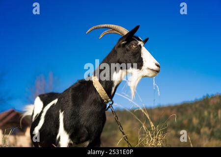 Una suggestiva capra bianca e nera si erge su un vibrante cielo blu, circondato da un pittoresco paesaggio rurale e colline ondulate sullo sfondo. PE Foto Stock