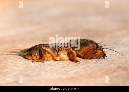 Cricket talpa europea sulla sabbia Foto Stock