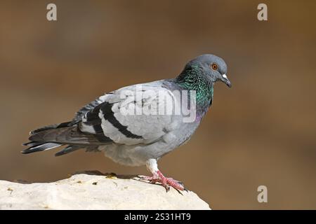 Piccione di roccia, colomba di roccia, piccione comune, Columba livia Foto Stock