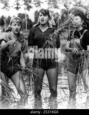 RISO AMARO, DETTO RISO AMARO SILVANA MANGANO CENTRO data: 1949 Foto Stock