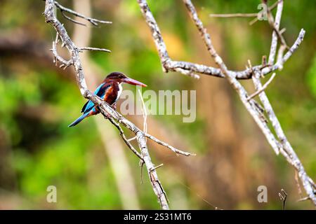 Un uccello kingfisher nel Parco Nazionale Yala dello Sri Lanka Foto Stock