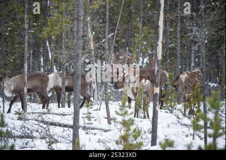 Minacciato / minacciato Woodland Caribou (Rangifer tarandus caribou) nella foresta della Columbia Britannica, Canada, vicino alla zona di abbattimento dei lupi Foto Stock