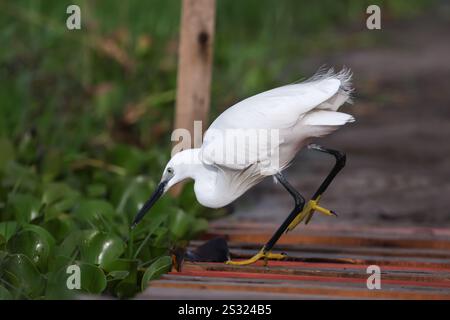 22 dicembre 2024, Nakuru, Kenya: Un piccolo bianco neve con un becco scuro snello, gambe nere e piedi giallastri Little Egret in cerca di cibo sulle rive del lago Oleiden ricoperto di Giacinto d'acqua. Il lago Naivasha attrae una varietà di animali che includono bufali, antilopi, giraffe, facoceri e scimmie, e quasi certamente potrai avvistare ippopotami pigramente guardando le procedure dall'acqua fredda. Il lago ospita anche una varietà di uccelli; più di 400 specie sono state registrate qui. Molti possono essere avvistati lungo il litorale â€“, dai pellicani e aquile di pesce ai tessitori e al verricello Foto Stock