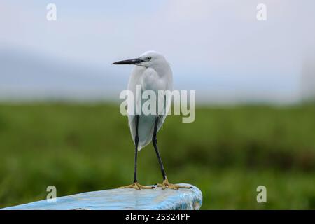 20 dicembre 2024, Nakuru, Kenya: Un piccolo bianco neve con un becco scuro snello, gambe nere e piedi giallastri Little Egret sulle rive del Parco Nazionale del Lago Naivasha a Naivasha, nella contea di Nakuru in Kenya. Il lago Naivasha attrae una varietà di animali che includono bufali, antilopi, giraffe, facoceri e scimmie, e quasi certamente potrai avvistare ippopotami pigramente guardando le procedure dall'acqua fredda. Il lago ospita anche una varietà di uccelli; più di 400 specie sono state registrate qui. Molti possono essere avvistati lungo il litorale â€“, dai pellicani e aquile di pesce ai tessitori e W Foto Stock