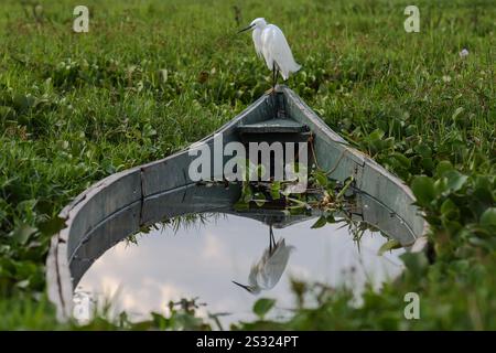 Piccola Egret bianco neve con becco scuro slanciato, gambe nere e piedi giallastri su una barca abbandonata coperta di giacinti d'acqua Plant del Parco nazionale del lago Naivasha a Naivasha. Il lago Naivasha attrae una varietà di animali che includono bufali, antilopi, giraffe, facoceri e scimmie, e quasi certamente potrai avvistare ippopotami pigramente guardando le procedure dall'acqua fredda. Il lago ospita anche una varietà di uccelli; più di 400 specie sono state registrate qui. Molti possono essere avvistati lungo la costa, dai pellicani alle aquile di pesce ai tessitori e alle parula. Naivasha Foto Stock