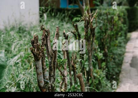 Una recinzione realizzata con diversi tronchi d'albero in legno, che mostra un design rustico e naturale Foto Stock
