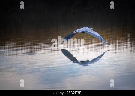 Great Blue Heron vola basso su una palude costiera Foto Stock