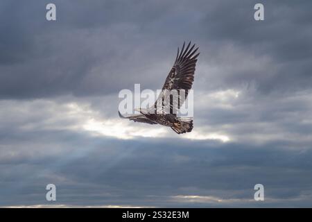 La giovane aquila calva americana vola mentre il sole si infrangono attraverso le nuvole Foto Stock