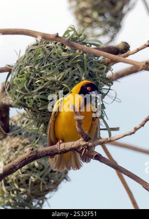 Village weaver, Spotted-backed weaver, Dorfweber, Tisserin gendarme, Ploceus cucullatus, málinkó-szövőmadár, Mabamba Bay Wetland, Uganda, Africa orientale Foto Stock