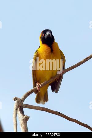 Village weaver, Spotted-backed weaver, Dorfweber, Tisserin gendarme, Ploceus cucullatus, málinkó-szövőmadár, Mabamba Bay Wetland, Uganda, Africa orientale Foto Stock