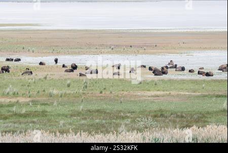 Bison su Antelope Island, con il Great Salt Lake dietro Salt Lake City, Utah, USA Foto Stock